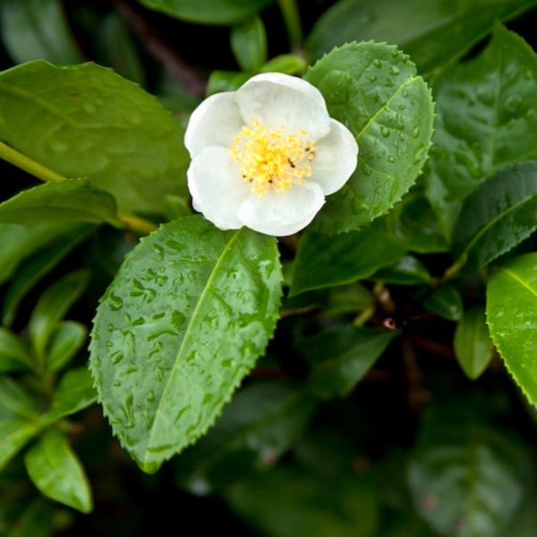 Tea Plant (Camellia Sinensis) Online