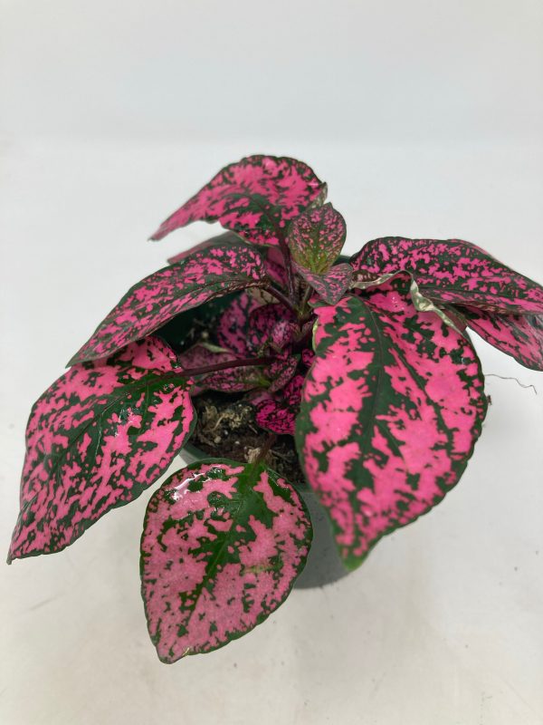 Hypoestes Phyllostachya  Polka Dot Plant  Hot on Sale