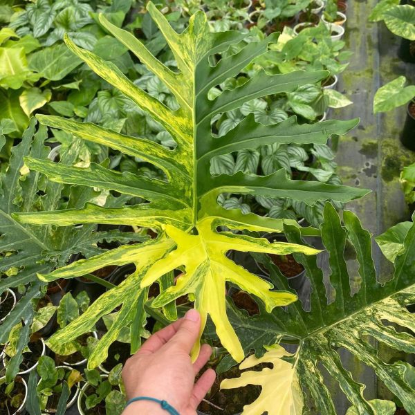 Thaumatophyllum bipinnatifidum  Selloum  variegated TC Plantlet *Preorder* (6581P:3) Fashion