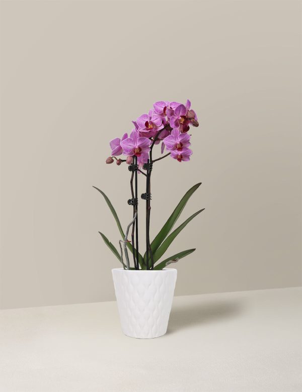 Petite Pink Orchid Supply