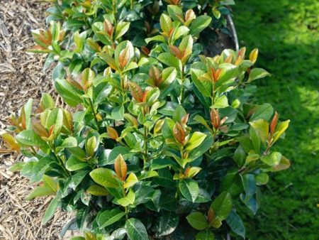 Volcano Cherry Laurel Discount