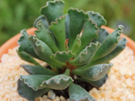 Adromischus cristatus  Crinkle-Leaf Plant  Cheap