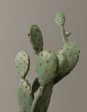 Faux Cactus Online