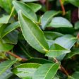 Tea Plant (Camellia Sinensis) Online