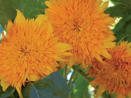 Sunflower, Orange Sun Seeds Online Sale