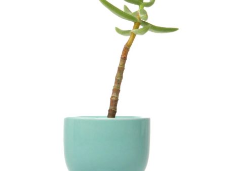 Tiny Ceramic Pot Hot on Sale