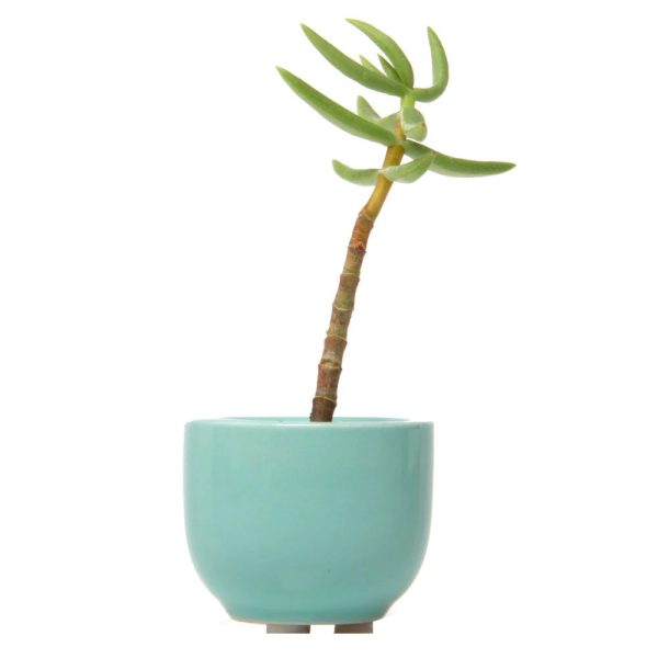 Tiny Ceramic Pot Hot on Sale