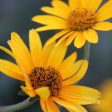 Flower, Ox Eye Sunflower Prairie Seeds Fashion