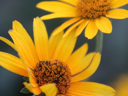 Flower, Ox Eye Sunflower Prairie Seeds Fashion