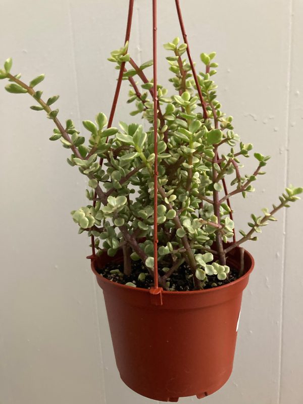 Portulacaria Afra  Elephant Jade  Online