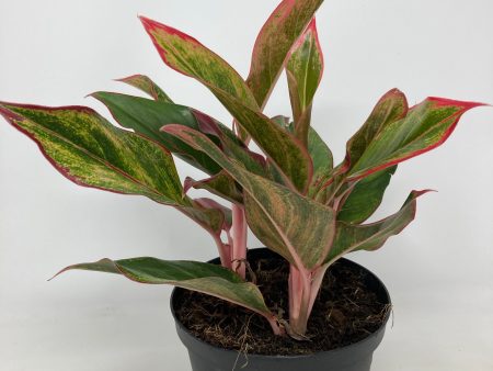 Aglaonema  Siam  Hot on Sale