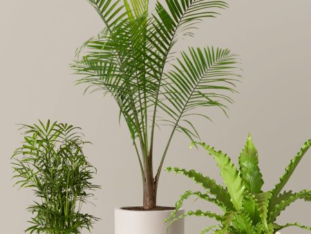 New Digs Pet Friendly Plant Trio For Discount