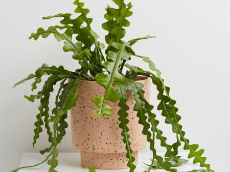 Terrazzo Banjo Planter Hot on Sale