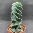 Cereus forbesii  Spiralis  Supply