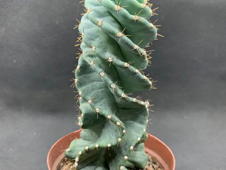 Cereus forbesii  Spiralis  Supply