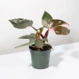 Philodendron  Pink Princess  Online Sale