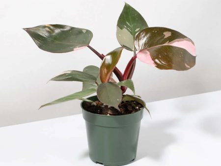 Philodendron  Pink Princess  Online Sale