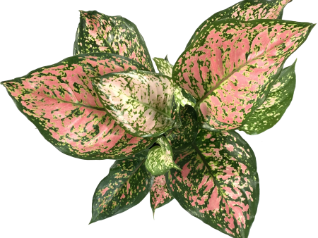 Aglaonema  Wishes  Online