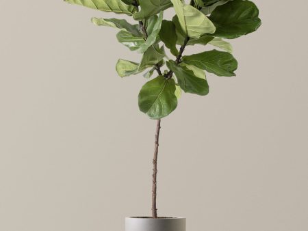 Fiddle Leaf Fig Online Sale