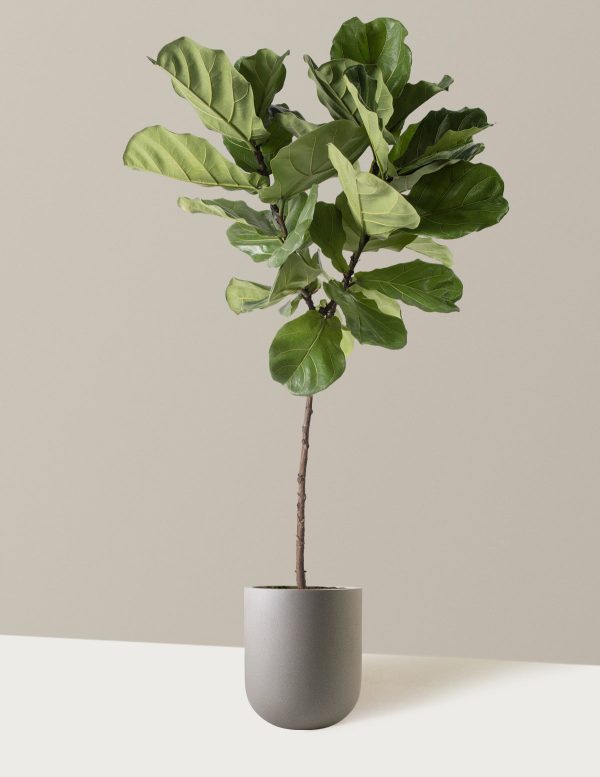 Fiddle Leaf Fig Online Sale