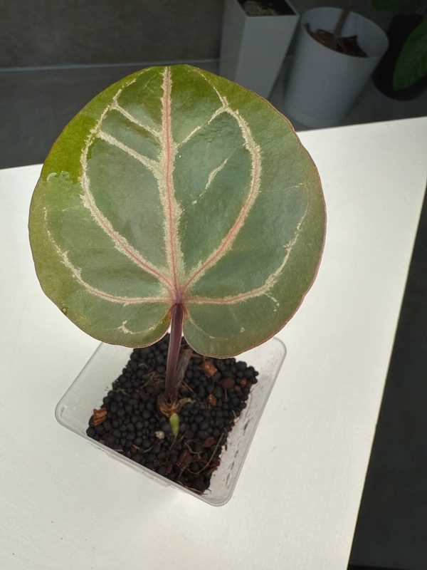 Anthurium  Dorayaki MBR  ×  Red Crystallinum  MD (3:T4) [1717] | Exact Plant Sale