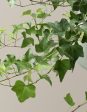 English Ivy Hanging Basket Online