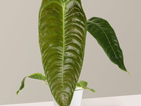 Anthurium Veitchii  King Anthurium  Sale