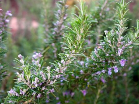 Tuscan Blue Rosemary For Discount