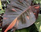 Philodendron  Orange Princess  variegated TC plantlet *Preorder* (3528P:2) Fashion