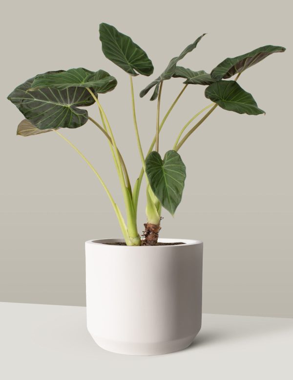 Large Alocasia Regal Shield Cheap