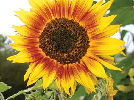 Sunflower, Ring of fire Seeds Online Hot Sale