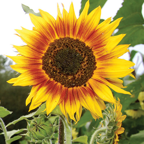 Sunflower, Ring of fire Seeds Online Hot Sale