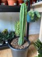 Echinopsis Pachanoi  San Pedro Cactus  Discount