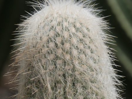 Old Man Cactus For Discount