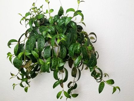 Aeschynanthus longicaulis  Lipstick Plant Black Pagoda  For Discount