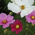 Flower, Sensation Cosmos Mixed Seeds For Cheap