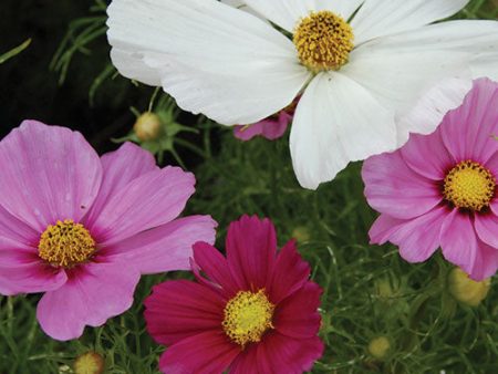 Flower, Sensation Cosmos Mixed Seeds For Cheap