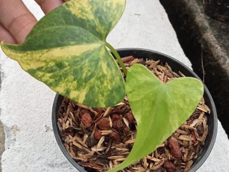 Anthurium  Pterodactyl  variegated SM *Preorder* (5870P:2) For Discount