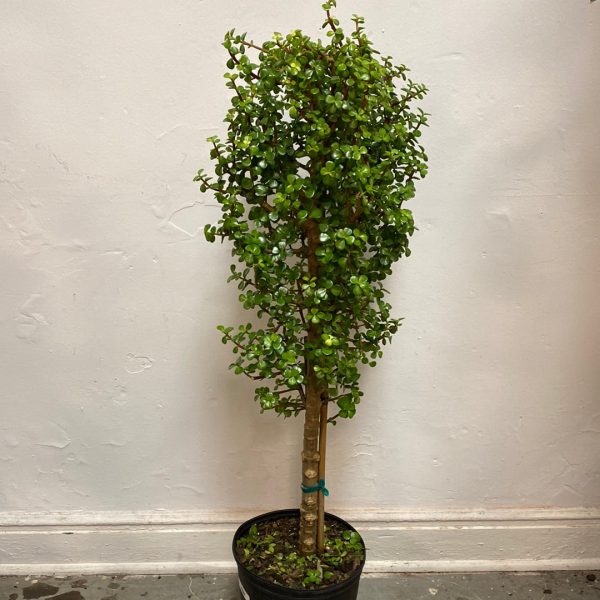 Portulacaria Afra  Elephant Jade  Online