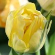 Akebono Tulip Bulbs Cheap