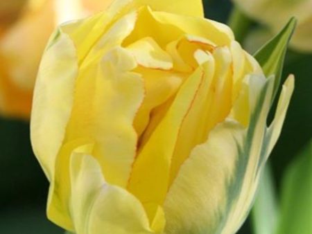 Akebono Tulip Bulbs Cheap