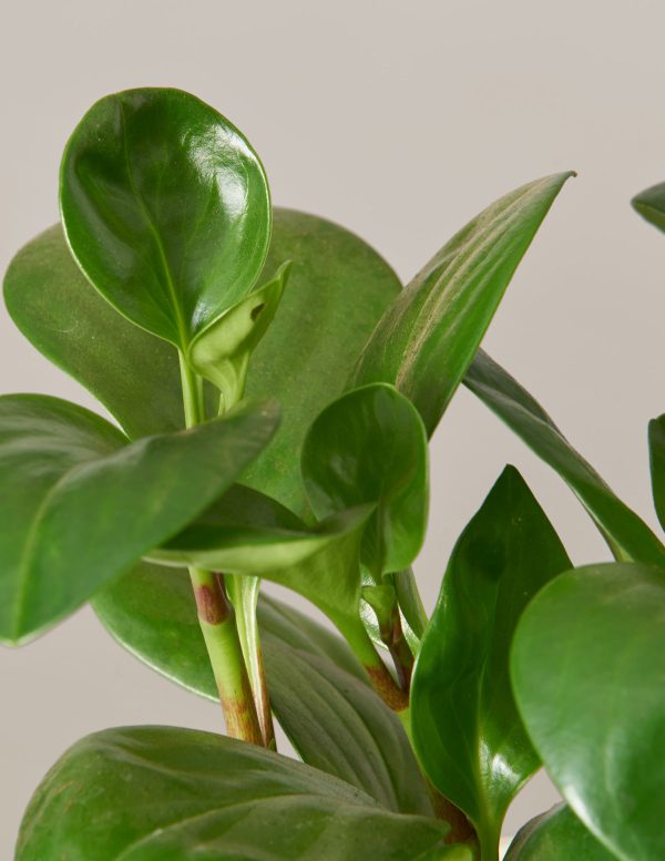 Peperomia Obtusifolia For Discount