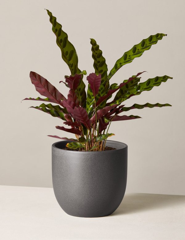 Calathea Rattlesnake Cheap