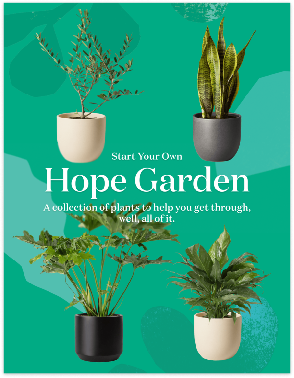 ‘Hope Garden’ Houseplant Bundle For Cheap