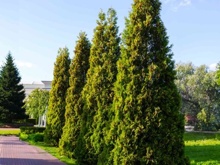 Thuja Virginian™ Cheap