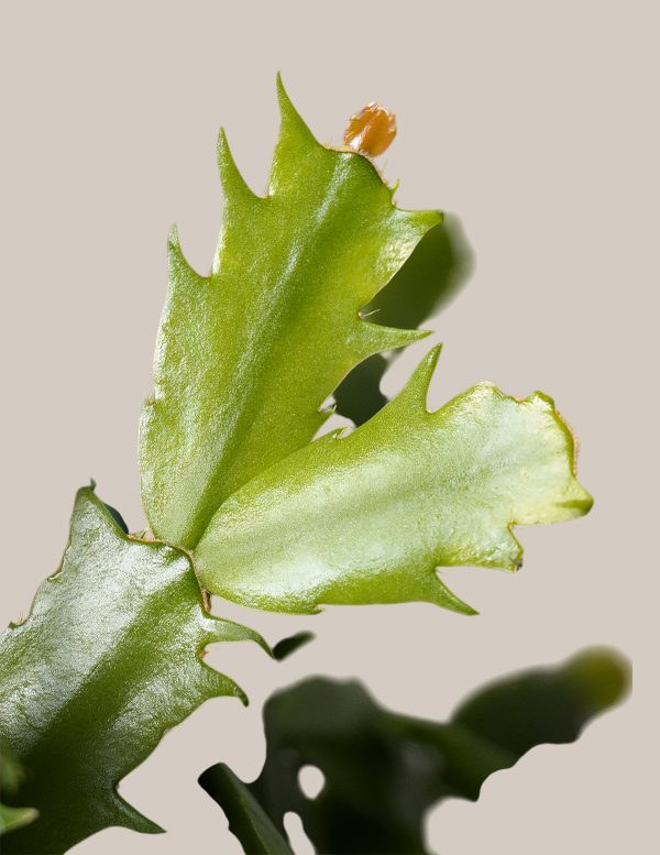 Christmas Cactus Hanging Basket Cheap