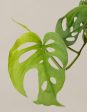 Monstera Adansonii Cheap