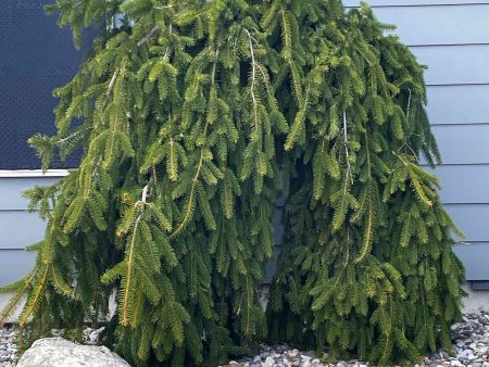 Weeping Norway Spruce For Sale