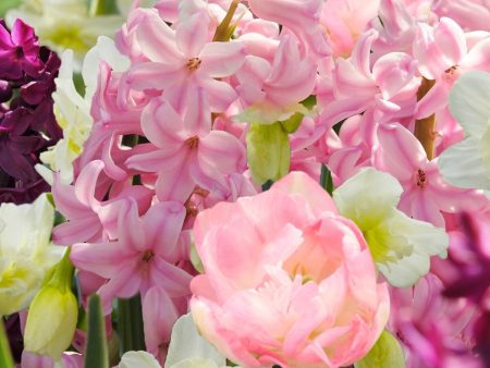 Blushing Ballerina Bulb Mix on Sale