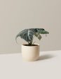 Alocasia  Black Velvet  For Cheap